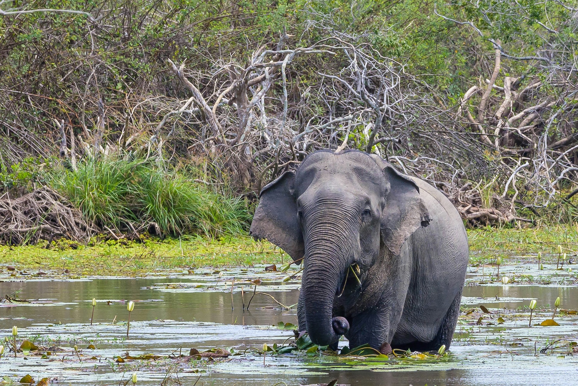 Wildlife Safari